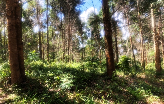 Terrenos em Mandirituba com Eucalipto Plantado