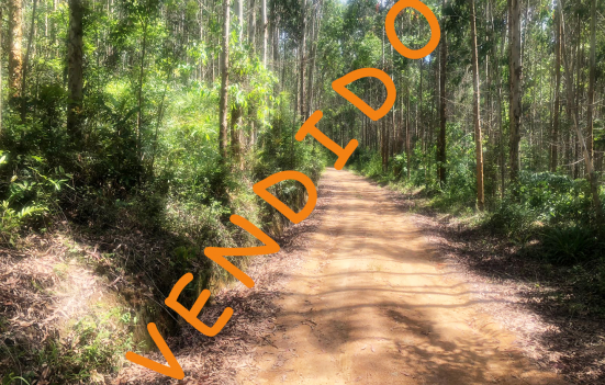 Terrenos em Mandirituba com Eucalipto Plantado